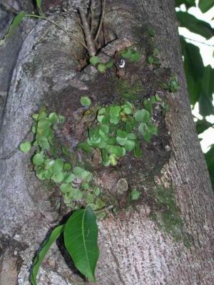 伏石蕨（抱樹蕨）