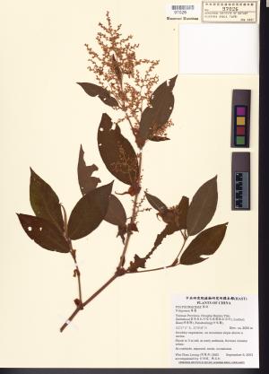 <a href="https://brmas.openmuseum.tw/muse/digi_object/7a88ced952ed3b9cb62e42a40b2704bb" target="_blank">蓼屬／中央研究院生物多樣性研究博物館植物標本館 (HAST)</a>