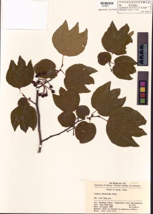 <a href="https://brmas.openmuseum.tw/muse/digi_object/7a8b467509f8680f0f0a8d2cea4fe81e" target="_blank">釣樟屬／中央研究院生物多樣性研究博物館植物標本館 (HAST)</a>
