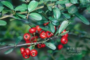 <a href="https://taieol.tw/muse/digi_object/0802b9aab1cf7290dd99e26fc67b3966" target="_blank">臺灣火刺木／By：陳育賢／臺灣物種名錄(TaiCOL)</a>