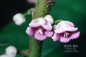 <a href="https://taieol.tw/muse/digi_object/8a5872b8cea8c4839015285fe914f2c5" target="_blank">水冬瓜／By：陳育賢／臺灣物種名錄(TaiCOL)</a>