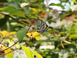 <a href="https://taieol.tw/muse/digi_object/1a040d5c7076d175739809b73b08aeb1" target="_blank">大白斑蝶／By：chinaberryhuang／iNaturalist</a>