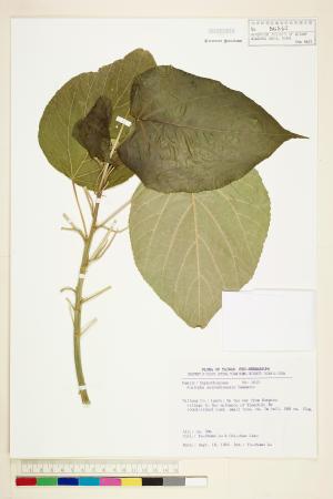 <a href="https://brmas.openmuseum.tw/muse/digi_object/7ab6942d84857bf923db5fb8bc1f4424" target="_blank">花蓮鐵莧／中央研究院生物多樣性研究博物館植物標本館 (HAST)</a>