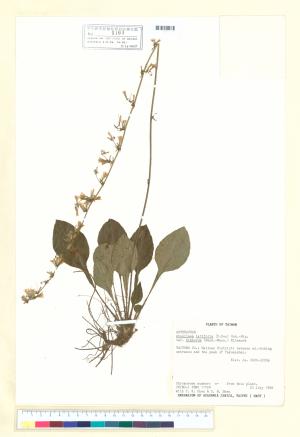 <a href="https://brmas.openmuseum.tw/muse/digi_object/7ac0301ee3e1167e30d9d404220128b0" target="_blank">台灣鬼督郵／中央研究院生物多樣性研究博物館植物標本館 (HAST)</a>