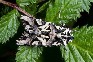 <a href="https://taieol.tw/muse/digi_object/5c0e2db697a2ce0ed5626b93abeebc0c" target="_blank">臺灣嬋美夜蛾／By：吳士緯／吳士緯</a>