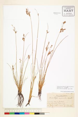 <a href="https://brmas.openmuseum.tw/muse/digi_object/7ac72d18f397750f5c7d56b8785028ea" target="_blank">安平飄拂草／中央研究院生物多樣性研究博物館植物標本館 (HAST)</a>