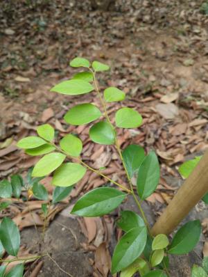 <a href="https://taieol.tw/muse/digi_object/b14c75847cc070db460128ceb6021676" target="_blank">香葉樹／By：jidy／iNaturalist</a>