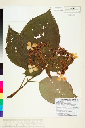 <a href="https://brmas.openmuseum.tw/muse/digi_object/7add836d21881237c66ec1129f7cf0b3" target="_blank">高山藤繡球／中央研究院生物多樣性研究博物館植物標本館 (HAST)</a>