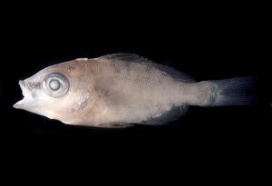 <a href="https://brmas.openmuseum.tw/muse/digi_object/08008237206913c116f708a484880cd6" target="_blank">尖吻龍占魚／中央研究院生物多樣性研究博物館動物標本館 (ASIZ)</a>