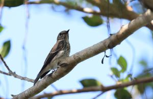 <a href="https://taieol.tw/muse/digi_object/0d42e20853330bfe82034edd29905165" target="_blank">灰斑鶲／By：allenlyu／iNaturalist</a>