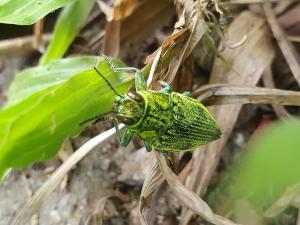 <a href="https://taieol.tw/muse/digi_object/240fee382ec2911c8c0b53a294128716" target="_blank">粉彩吉丁蟲／By：naturalist3340／iNaturalist</a>