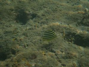<a href="https://taieol.tw/muse/digi_object/62b014a0248b15a1acdd75fead819d40" target="_blank">柴魚／By：sdyaung／iNaturalist</a>