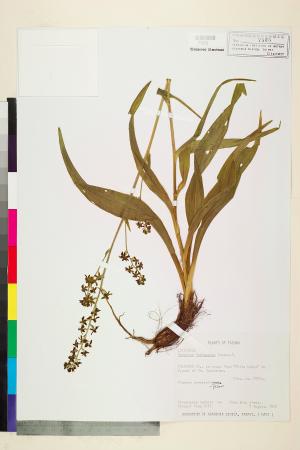 <a href="https://brmas.openmuseum.tw/muse/digi_object/7b0ee70f4a3cca498c69bc792bda1523" target="_blank">台灣藜蘆／中央研究院生物多樣性研究博物館植物標本館 (HAST)</a>