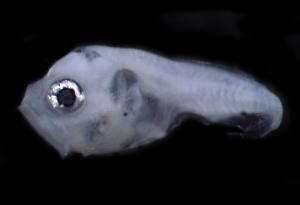 <a href="https://brmas.openmuseum.tw/muse/digi_object/a7340a368a8661943dcbf3e8f39e5c17" target="_blank">叫姑魚／中央研究院生物多樣性研究博物館動物標本館 (ASIZ)</a>