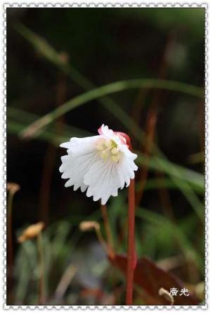 <a href="https://taieol.tw/muse/digi_object/cacbb5a19dbb6c49a443c37ab54ddac0" target="_blank">倒卵葉裂緣花／By：王傳照／臺灣物種名錄(TaiCOL)</a>