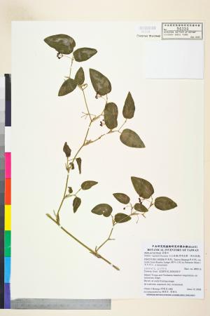 <a href="https://brmas.openmuseum.tw/muse/digi_object/7b1fdcccd9b244bf7b2b11a9f9f25814" target="_blank">玉山菝葜(薄葉菝葜、鞘柄菝葜)／中央研究院生物多樣性研究博物館植物標本館 (HAST)</a>