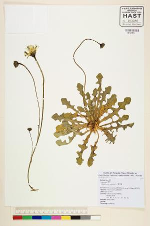 <a href="https://brmas.openmuseum.tw/muse/digi_object/7b260e05fd8a374456ff710693c2225d" target="_blank">貓兒菊／中央研究院生物多樣性研究博物館植物標本館 (HAST)</a>