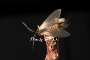 <a href="https://taieol.tw/muse/digi_object/1c58ed5dd252535e7444291aa7746cd1" target="_blank">中國毛斑蛾／By：施禮正／臺灣蛾訊 MOTHS of Taiwan</a>