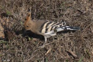 <a href="https://taieol.tw/muse/digi_object/547cb924fb6a6066ab0a09727489389b" target="_blank">戴勝／By：naturalist6577／iNaturalist</a>