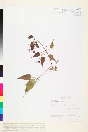 <a href="https://brmas.openmuseum.tw/muse/digi_object/7b31fba9ea8fb9d31c39adf0d376a7ba" target="_blank">紅藤仔草(過山龍)／中央研究院生物多樣性研究博物館植物標本館 (HAST)</a>