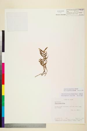 <a href="https://brmas.openmuseum.tw/muse/digi_object/7b37e1d544e93319bc479e3b245f517c" target="_blank">寬唇松蘭／中央研究院生物多樣性研究博物館植物標本館 (HAST)</a>