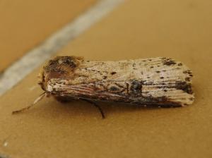<a href="https://taieol.tw/muse/digi_object/f126d2a17882e04d0a3c2c96b7367e7b" target="_blank">Axylia putris triseriata／By：Hsiengan Huang／臺灣物種名錄(TaiCOL)</a>