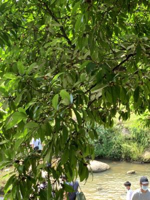 <a href="https://taieol.tw/muse/digi_object/febad56bf81025d9b679a1084d24893d" target="_blank">九丁榕／By：irene2021／iNaturalist</a>