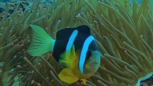 <a href="https://taieol.tw/muse/digi_object/dc110e95537b8f11a4c0ee44040a6538" target="_blank">克氏雙鋸魚／By：r_lai／iNaturalist</a>