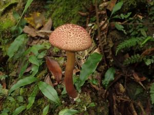 Boletellus floriformis(花形條孢牛肝菌)