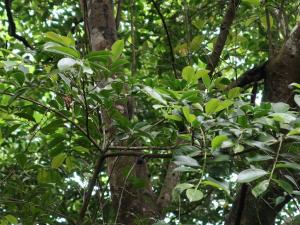 <a href="https://taieol.tw/muse/digi_object/5a7f7ef8d44af9d5e3917647bf718332" target="_blank">紅淡比／By：meihui／iNaturalist</a>
