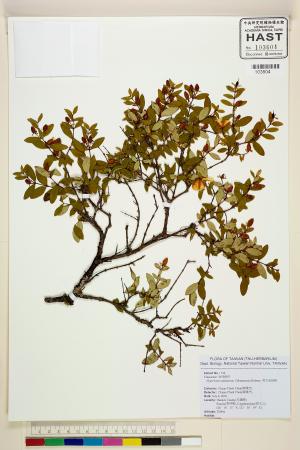 <a href="https://brmas.openmuseum.tw/muse/digi_object/7bb4da835846b4604d492a2fb7d25323" target="_blank">清水金絲桃／中央研究院生物多樣性研究博物館植物標本館 (HAST)</a>
