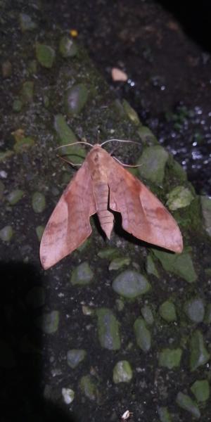 <a href="https://taieol.tw/muse/digi_object/a2ff0f612347a9b91b7173972c668ca6" target="_blank">豆天蛾／By：edwardlin／iNaturalist</a>