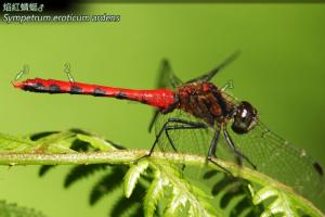 <a href="https://taieol.tw/muse/digi_object/44bf033a8f923291f63ab140b7bf376a" target="_blank">焰紅蜻蜓／By：曹美華／台灣蜻蜓網路圖鑑The Dragonflies of Taiwan</a>