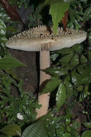 Amanita hongoi(本鄉鵝膏)