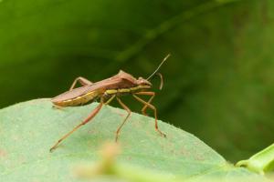 <a href="https://taieol.tw/muse/digi_object/b9de2927cd325c1fa167a771d6956300" target="_blank">條蜂緣蝽／By：fish2bug／iNaturalist</a>