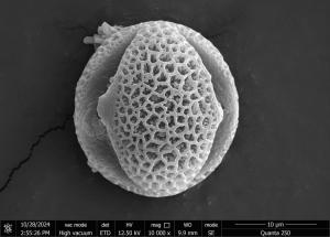 <a href="https://ntm-naturearchive.openmuseum.tw/muse/digi_object/68384791abe15ad0194b35c21bd56dce" target="_blank">樺葉莢蒾／國立臺灣博物館</a>