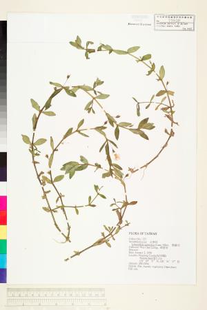 <a href="https://brmas.openmuseum.tw/muse/digi_object/7c25a7e5bff4c17a8c7dcf0db9c8def0" target="_blank">紫蘇草／中央研究院生物多樣性研究博物館植物標本館 (HAST)</a>