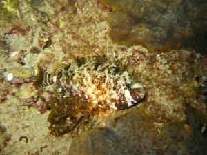 <a href="https://taieol.tw/muse/digi_object/016b36da1f90f84c1e743d7122bde38a" target="_blank">褐臭肚魚／By：ahan88／iNaturalist</a>