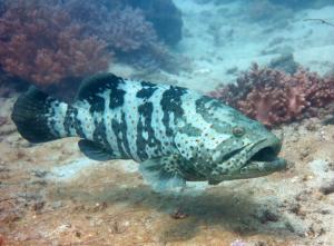 Epinephelus coioides 點帶石斑魚