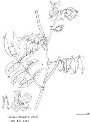 <a href="https://taieol.tw/muse/digi_object/60f31479a25223c8dcde4e017d7cd476" target="_blank">望江南／By：金門植物誌／金門國家公園管理處</a>