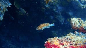 <a href="https://taieol.tw/muse/digi_object/eec04ddcecf1143056a2294317c708fa" target="_blank">橫帶石斑魚／By：r_lai／iNaturalist</a>