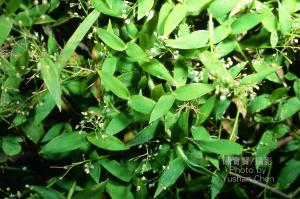 <a href="https://taieol.tw/muse/digi_object/943dba7f38e994321eb0f03a05ea247b" target="_blank">荏弱柳葉箬／By：陳育賢／臺灣物種名錄(TaiCOL)</a>