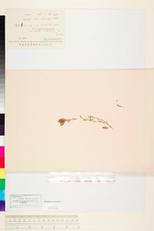 <a href="https://brmas.openmuseum.tw/muse/digi_object/7c6a256d634ae421d540ce27776a2a56" target="_blank">水丁香屬／中央研究院生物多樣性研究博物館植物標本館 (HAST)</a>