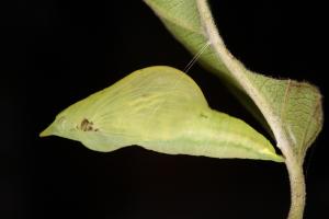 20091004_347344_Gonepteryx amintha formosana_p.jpg