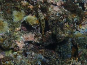 <a href="https://taieol.tw/muse/digi_object/ea6e6009943b070ab7391fd1e9dc16fa" target="_blank">六角石斑魚／By：pchi45／iNaturalist</a>