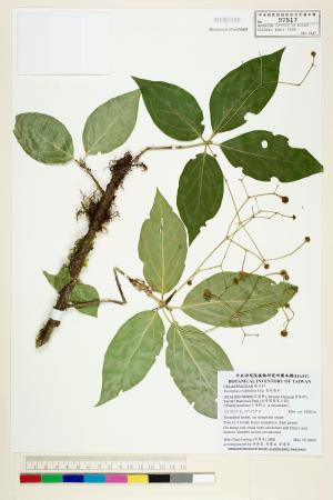 <a href="https://brmas.openmuseum.tw/muse/digi_object/7c96731f449a55d3b5318aeb595bcace" target="_blank">垂絲衛矛／中央研究院生物多樣性研究博物館植物標本館 (HAST)</a>