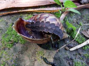 <a href="https://taieol.tw/muse/digi_object/74b1f55e78ee1336673fb5bcec23744f" target="_blank">山窗螢／By：wallacechen／iNaturalist</a>