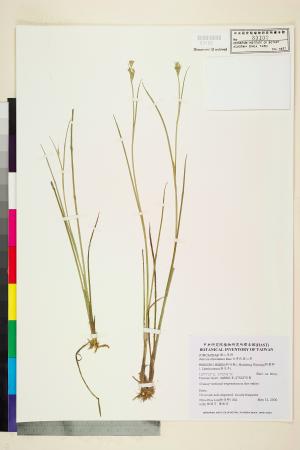 <a href="https://brmas.openmuseum.tw/muse/digi_object/7ca509d2545db7da531261ce74fbb38e" target="_blank">大井氏燈心草／中央研究院生物多樣性研究博物館植物標本館 (HAST)</a>