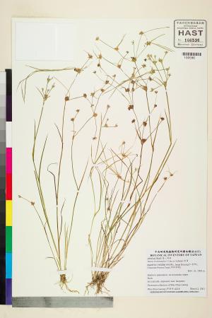 <a href="https://brmas.openmuseum.tw/muse/digi_object/7cb648cdcd1d65213f81632a09492320" target="_blank">錢蒲／中央研究院生物多樣性研究博物館植物標本館 (HAST)</a>