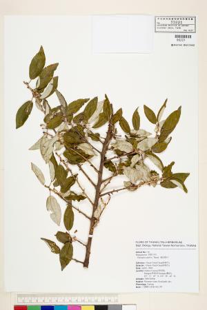 <a href="https://brmas.openmuseum.tw/muse/digi_object/7ccece4c520ec4323ad5fdf822e2c5d2" target="_blank">藤胡頹子／中央研究院生物多樣性研究博物館植物標本館 (HAST)</a>